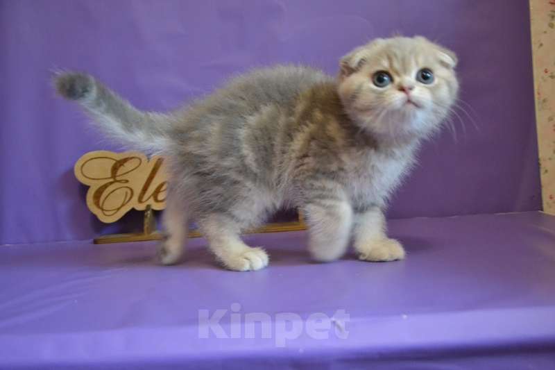 Кошки в Зеленограде: Вислоухий, лиловый мраморный мальчик Мальчик, 40 000 руб. - фото 1