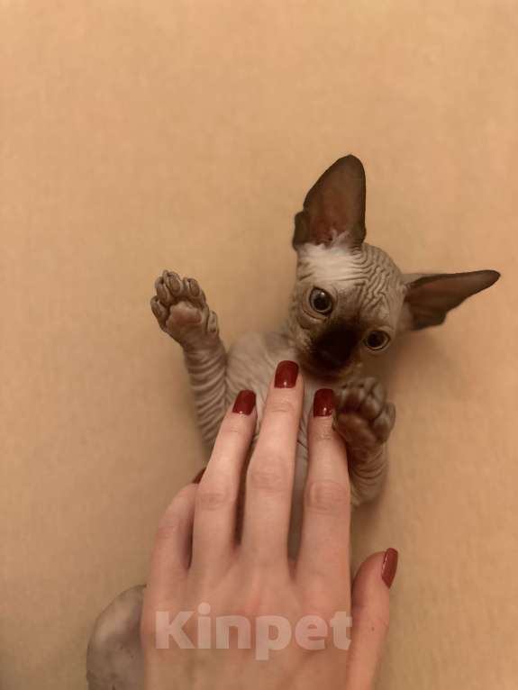 Кошки в Рязани: Канадский сфинкс  Мальчик, 15 000 руб. - фото 2