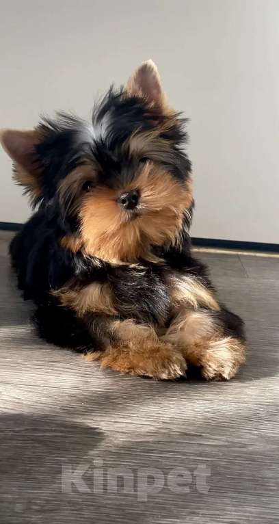 Собаки в Иркутске: Щенки Йоркширского терьера Мальчик, 45 000 руб. - фото 1