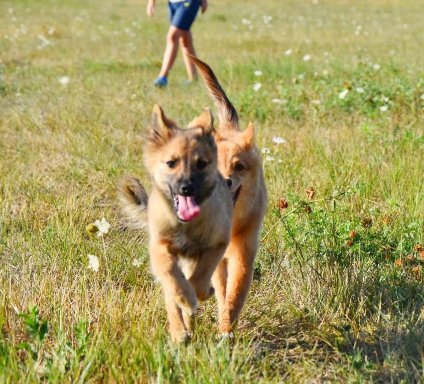 Собаки в Москве: Ненецкая оленегонная лайка. Кобель Ясно-Солнышко. Мальчик, 50 000 руб. - фото 3