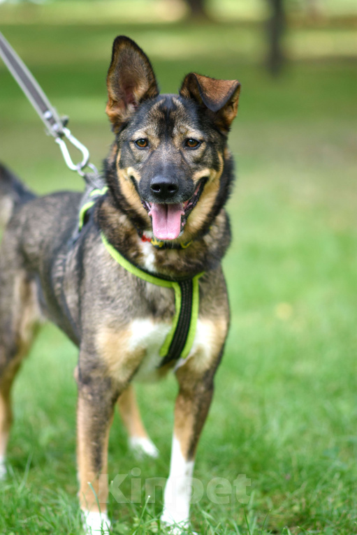 Собаки в Москве: Тори Девочка, Бесплатно - фото 3