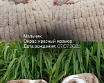 Собаки в Москве: Щенки бордер колли Разнополые, Бесплатно - фото 3