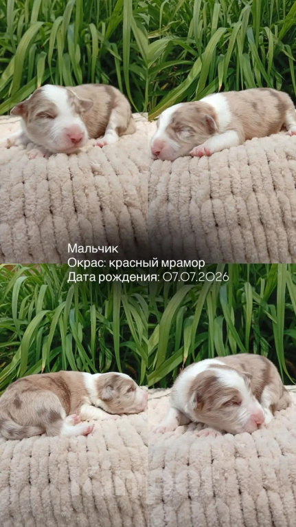 Собаки в Москве: Щенки бордер колли Разнополые, Бесплатно - фото 3