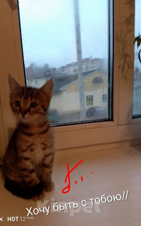 Кошки в Орле: Подари свое выражение статуса✓ Мальчик, 1 682 руб. - фото 1