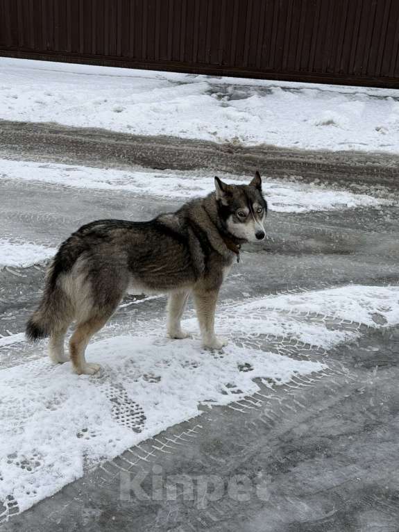 Собаки в Мытищах: Замечена собака Девочка, Бесплатно - фото 1