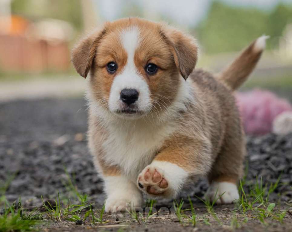 Собаки в Москве: Василиса  Девочка, 50 000 руб. - фото 2