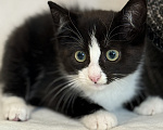 Кошки в Сосновом Бору: Котенок Мальчик, Бесплатно - фото 10