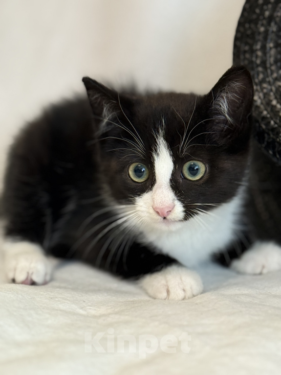 Кошки в Сосновом Бору: Котенок Мальчик, Бесплатно - фото 10