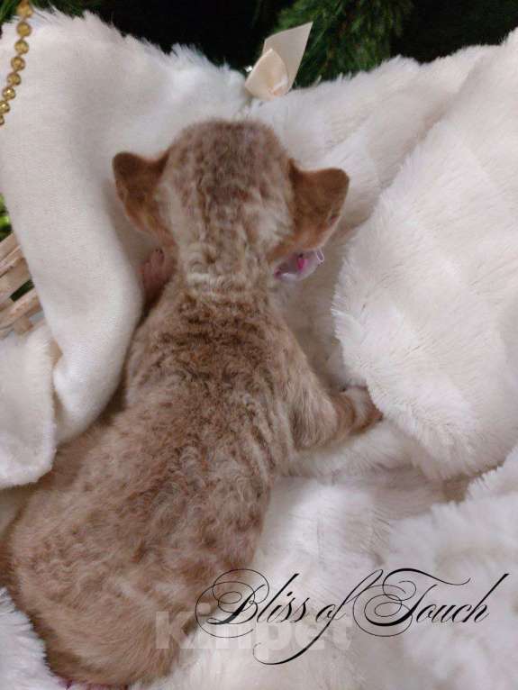 Кошки в Воронеже: Котенок девон рекс мальчик Мальчик, 100 000 руб. - фото 1