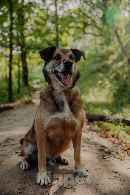Собаки в Москве: Амулет Мальчик, Бесплатно - фото 9