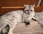 Кошки в Красноярске: Котик на вязку, 1 000 руб. - фото 4