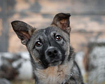 Собаки в Москве: Крошка Виола (8 кг) в дар Девочка, Бесплатно - фото 4