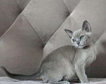 Кошки в Севастополе: Бурманский кот Мальчик, 40 000 руб. - фото 3