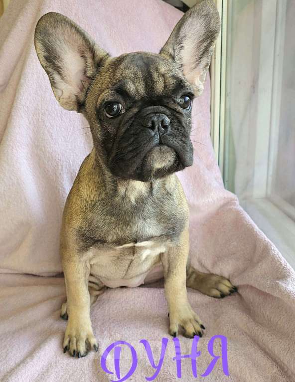 Собаки в Тюмени: Французский Бульдог щенки  Девочка, 45 000 руб. - фото 4