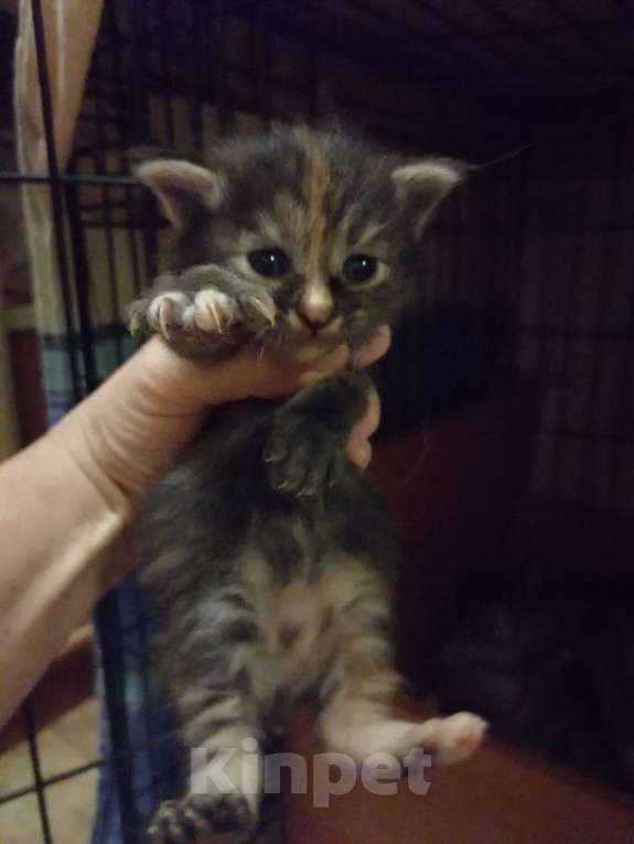 Кошки в Калуге: Курильские бобтейлы Мальчик, 50 000 руб. - фото 5