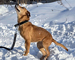 Собаки в Королеве: В поисках дома рыжее солнышко приюта! Девочка, Бесплатно - фото 8