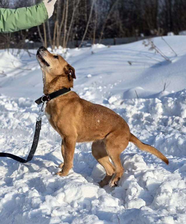 Собаки в Королеве: В поисках дома рыжее солнышко приюта! Девочка, Бесплатно - фото 8