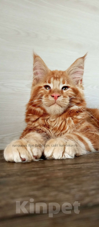 Кошки в Москве: Мейн-Кун  Мальчик, Бесплатно - фото 8