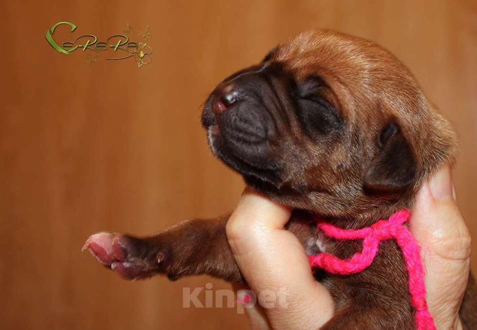 Собаки в других городах Московской области: Щенки риджбека из питомника РКФ Мальчик, 120 000 руб. - фото 3