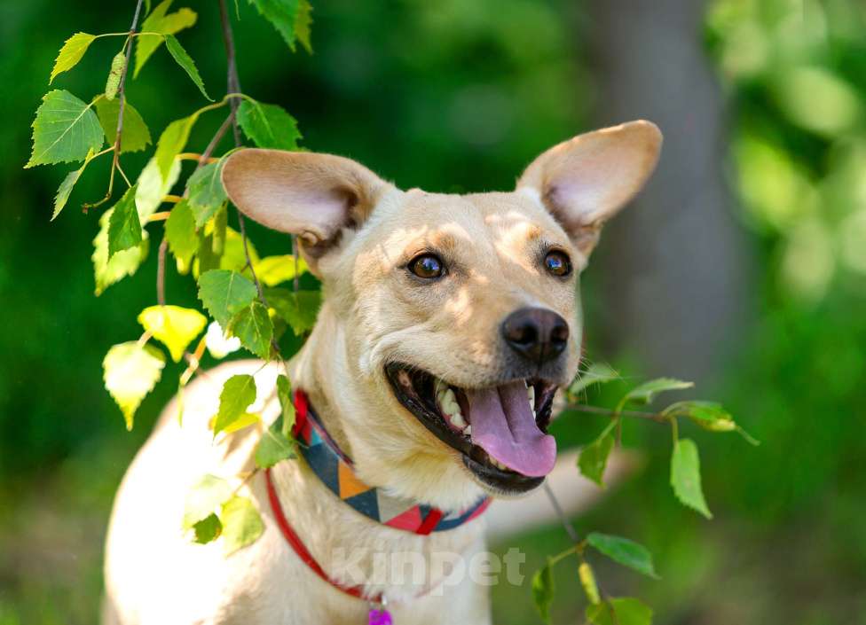 Собаки в Балашихе: Лада собака мечта, отличное поведение дома и на улице. Девочка, Бесплатно - фото 2