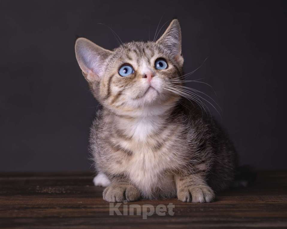 Кошки в Хабаровске: Девочка Девон-рекс дгг Девочка, 100 000 руб. - фото 6