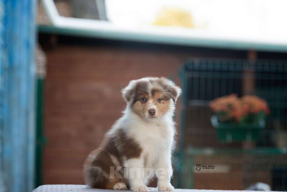Собаки в Москве: австралийская овчарка аусси Девочка, 150 000 руб. - фото 2