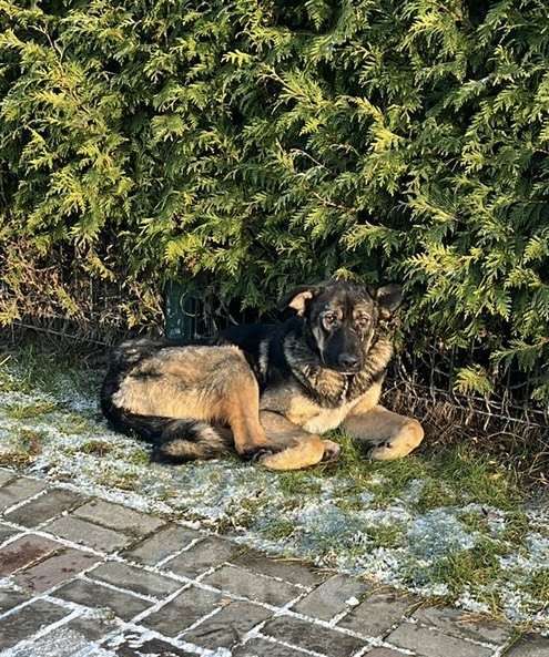 Собаки в других городах Ленинградской области: Найден щенок Мальчик, Бесплатно - фото 3
