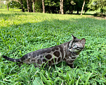 Кошки в Анапе: Бенгальский котенок Мальчик, 18 000 руб. - фото 7