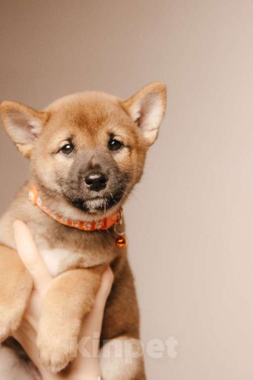 Собаки в Казани: Щенок сиба ину от родителей чемпионов Мальчик, 55 000 руб. - фото 2