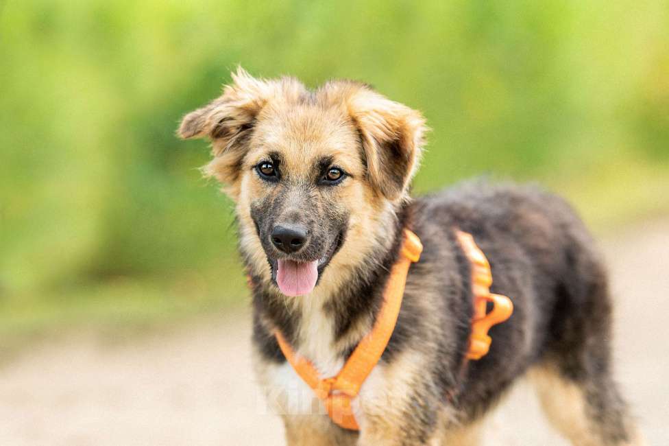 Собаки в Кубинке: Крошка Асти из приюта ищет дом Девочка, Бесплатно - фото 8