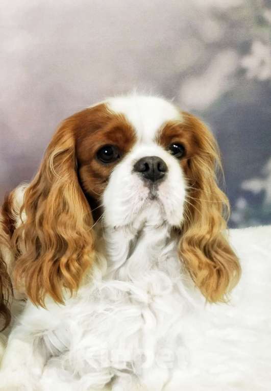 Собаки в Анапе: Кавалер Кинг Чарльз спаниель Девочка, 160 руб. - фото 4