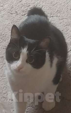 Кошки в Москве: Потерялся кот по кличке Фугас.  Дмитровский район, деревня Саввино, Ольявидово Мальчик, 20 руб. - фото 2