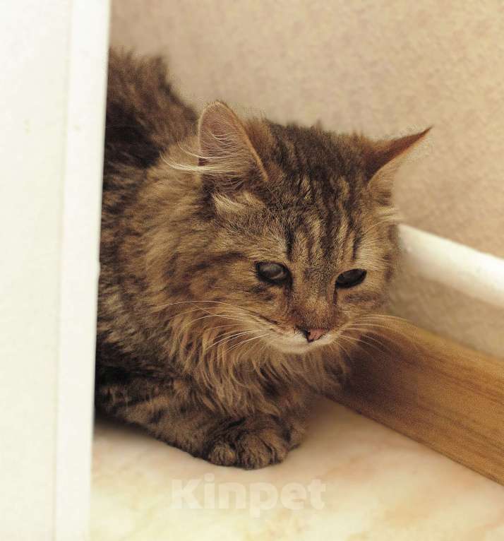 Кошки в Москве: Пушистый особенный котик Боба 1 год Мальчик, Бесплатно - фото 5