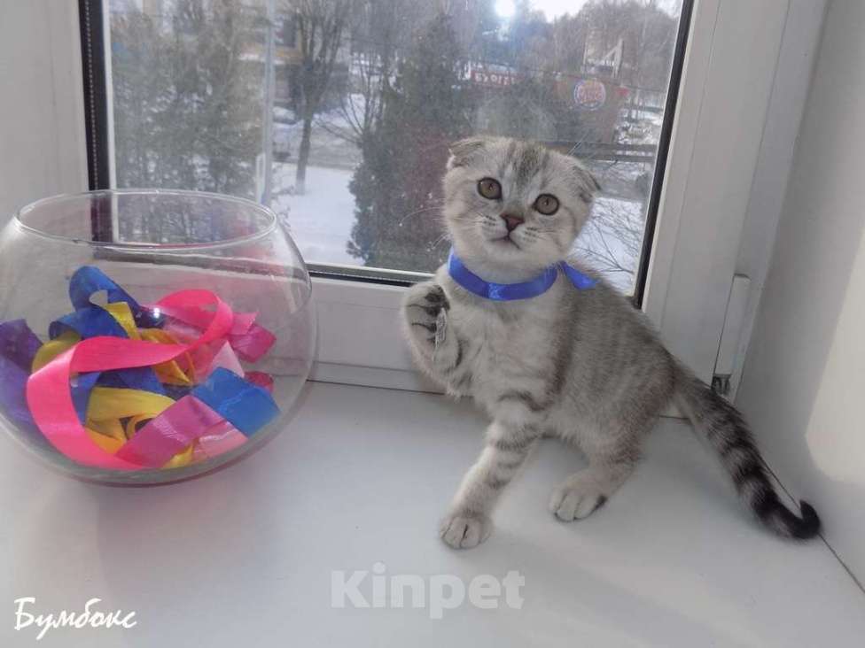 Кошки в Москве: Шотландские вислоухие котята Мальчик, 12 000 руб. - фото 6