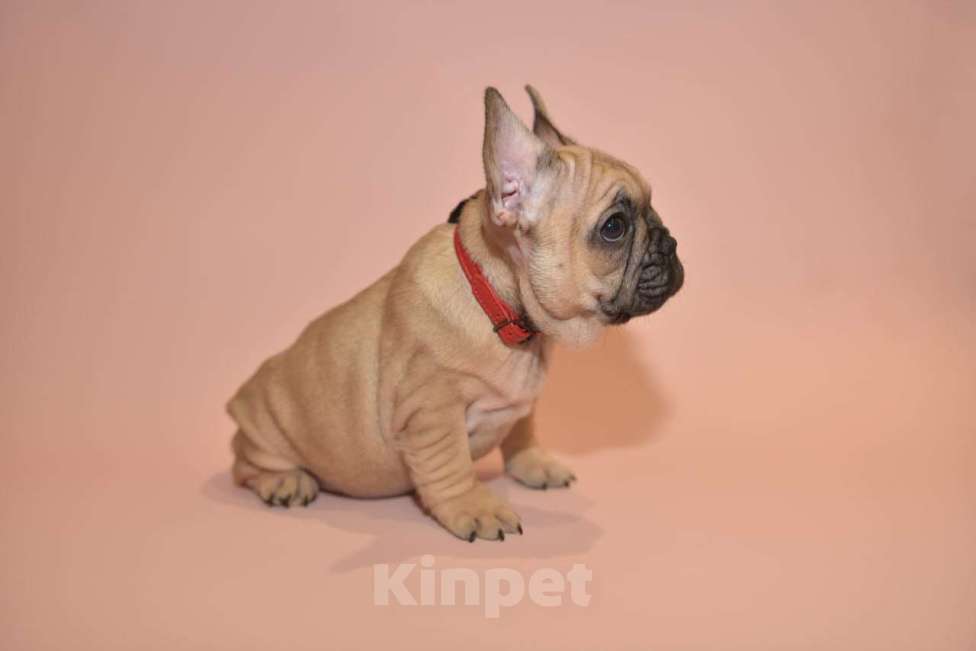 Собаки в Москве: Девочка французского бульдога  Девочка, 50 000 руб. - фото 9