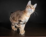Кошки в Москве: Котята курильского бобтейла короткошерстные Мальчик, 40 000 руб. - фото 2