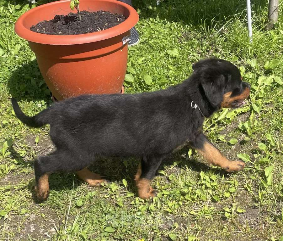 Собаки в других городах Ленинградской области: Щенок ротвейлера Мальчик, 50 000 руб. - фото 3