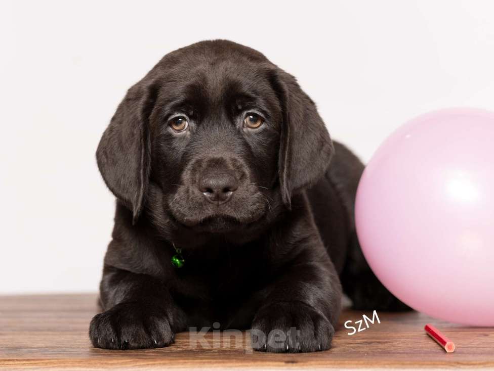 Собаки в Курске: Щеночки девочки лабрадора ретривера  Девочка, Бесплатно - фото 1