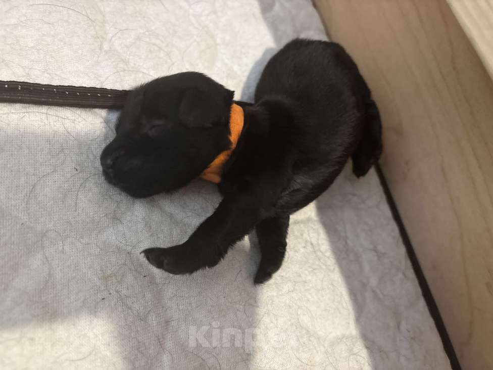 Собаки в Москве: Бронируем щенков прямошерсного ретривера флэт Девочка, 75 000 руб. - фото 2