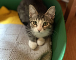 Кошки в Москве: Котенка выкинули и предали Мальчик, Бесплатно - фото 2