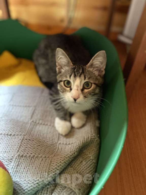 Кошки в Москве: Котенка выкинули и предали Мальчик, Бесплатно - фото 2