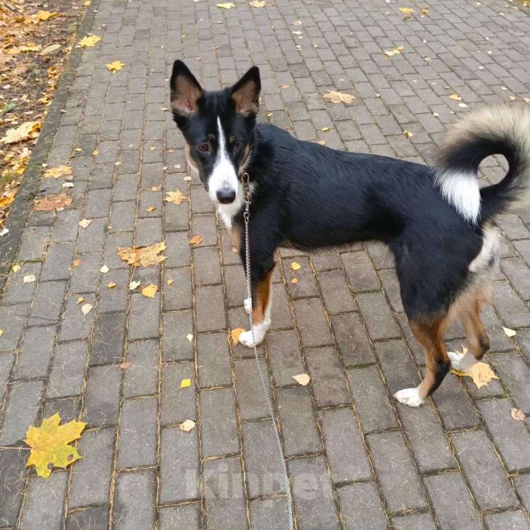 Собаки в Москве: Ищем ответственных хозяев для прекрасной собаки Эльзы. Девочка, Бесплатно - фото 3