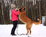 Собаки в Москве: Бархан Мальчик, Бесплатно - фото 3