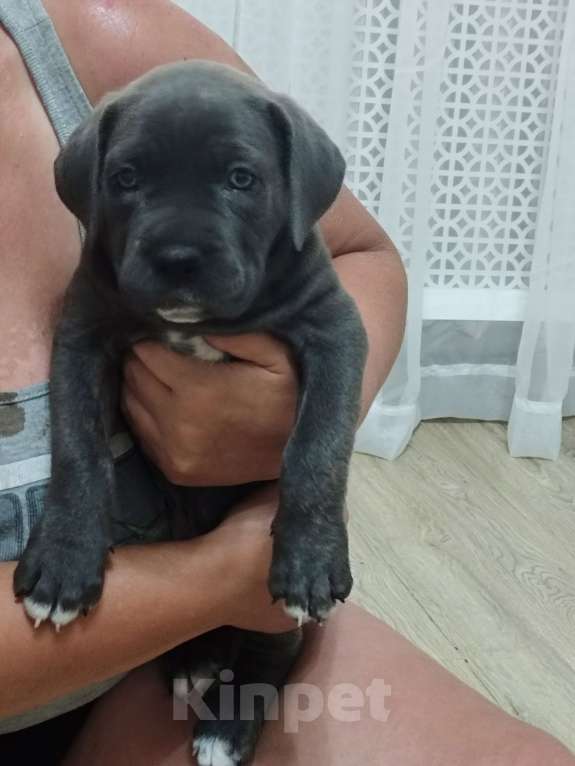 Собаки в Изобильном: Щеночки Кане Корсо  Мальчик, 15 000 руб. - фото 9