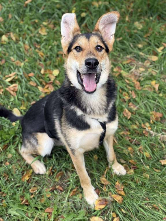 Собаки в Москве: Харди ушастый овчар Мальчик, Бесплатно - фото 6