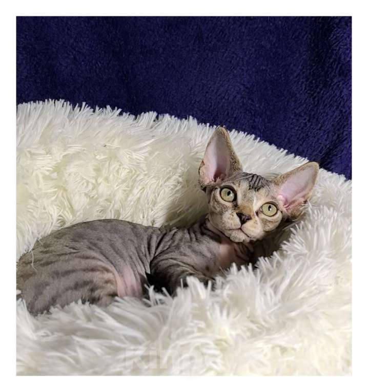 Кошки в Москве: Красавчик мурчалкин умнейший мальчик Мальчик, 50 000 руб. - фото 4