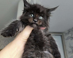 Кошки в Ржеве: Котята мей-кун от красивой пары❤️ Разнополые, Бесплатно - фото 5