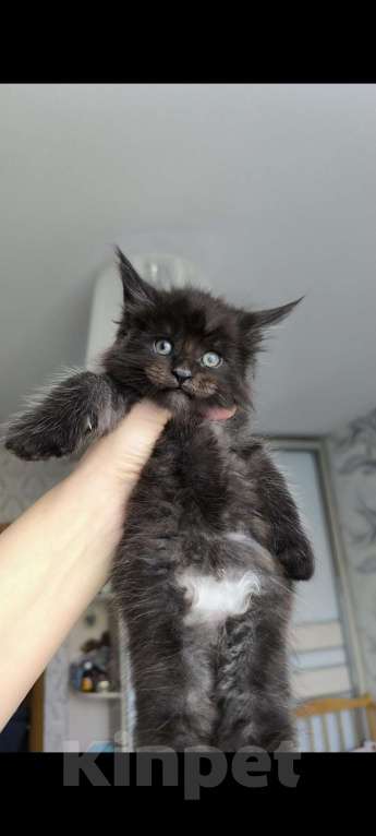 Кошки в Ржеве: Котята мей-кун от красивой пары❤️ Разнополые, Бесплатно - фото 5