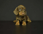Собаки в Нижнем Новгороде: Мальчик кофейного окраса Мальчик, 75 000 руб. - фото 3