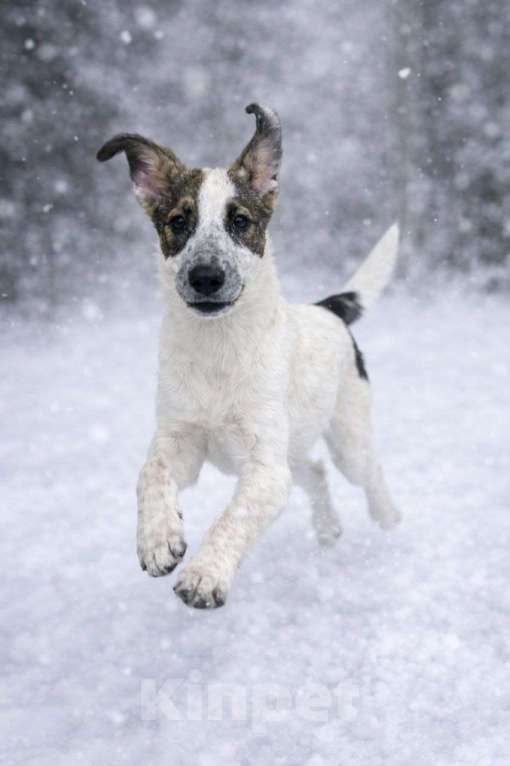 Собаки в Москве: Дея ,щенок с улицы Москвы Девочка, Бесплатно - фото 2